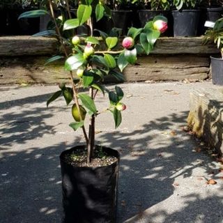 Planter Bags (PBS)/Sprayguards 200X200X420-125 BLACK PB28 - Flexoplas