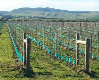 Planter Bags (PBS)/Sprayguards 150X500-150 GREEN SPRAYGUARD.SLIT - Flexoplas